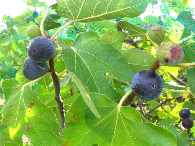 Figs are Ready.jpg