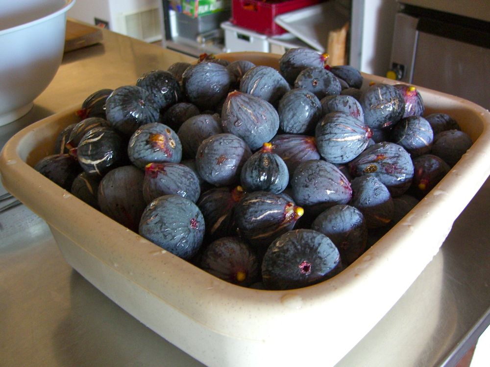 Figs picked.jpg