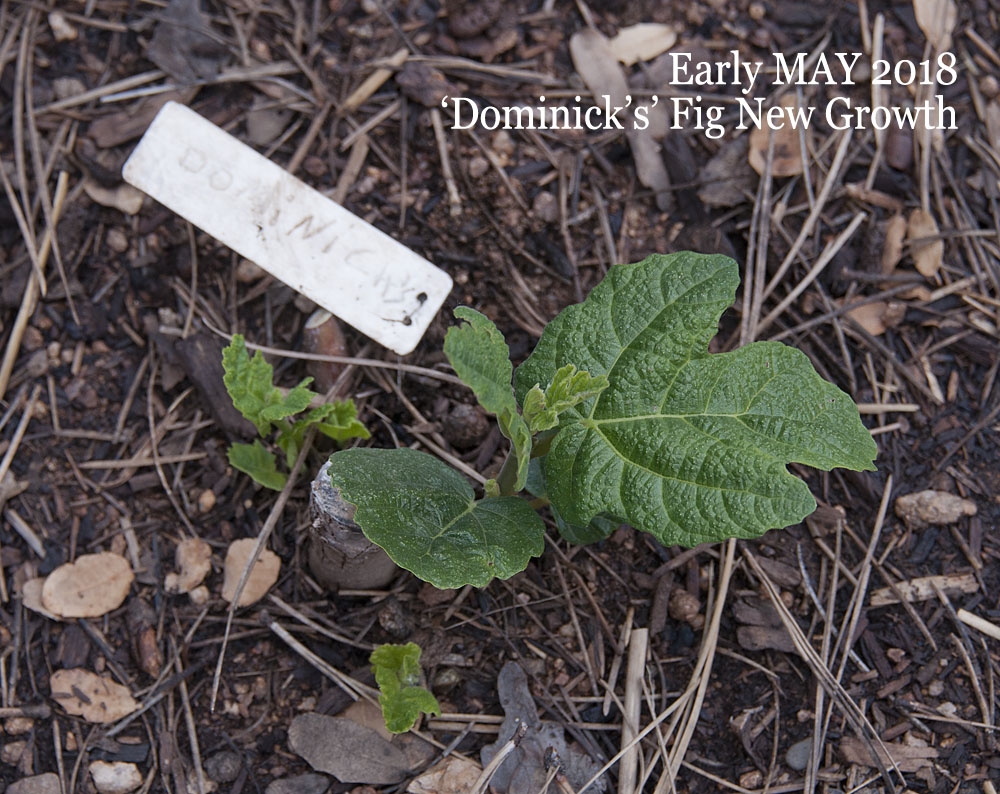 eFIG-Dominick's-1stSpring-h9578.jpg