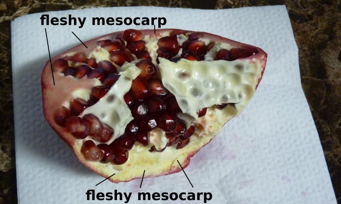 1607058435_diagram_fleshy_mesocarp.jpg