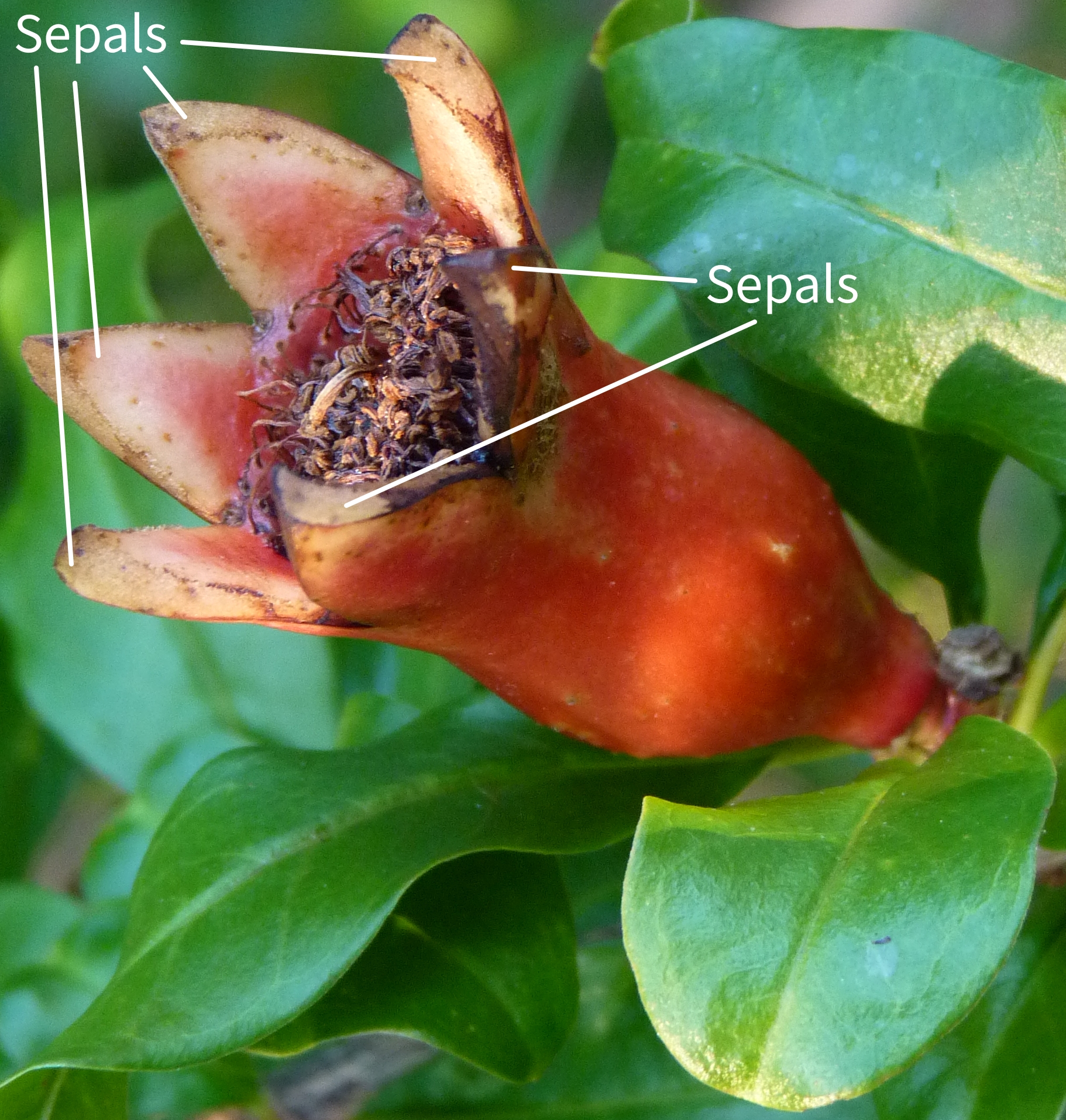 sepals.jpg