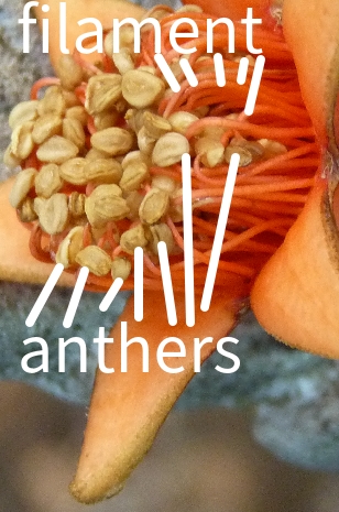 Anthers_filament_Stamens.jpg