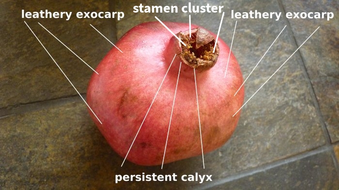 1607057647_diagram_persistent_calyx_leathery_exocarp.jpg