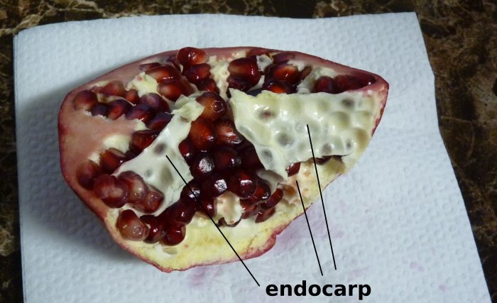 1607058564_diagram_endocarp.jpg