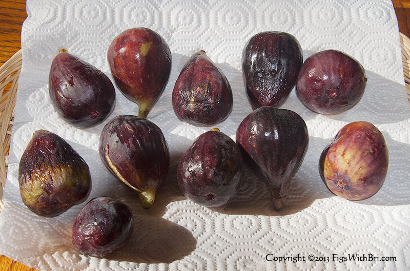 eEarlyOCT-Lily'sFIGS-h9366.jpg