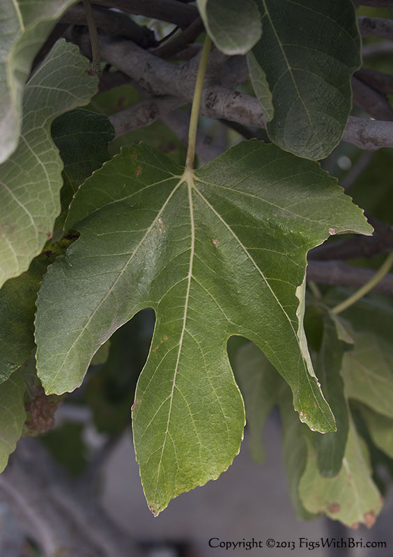 eLily'sFig-SingleBigLeaf-v9560.jpg