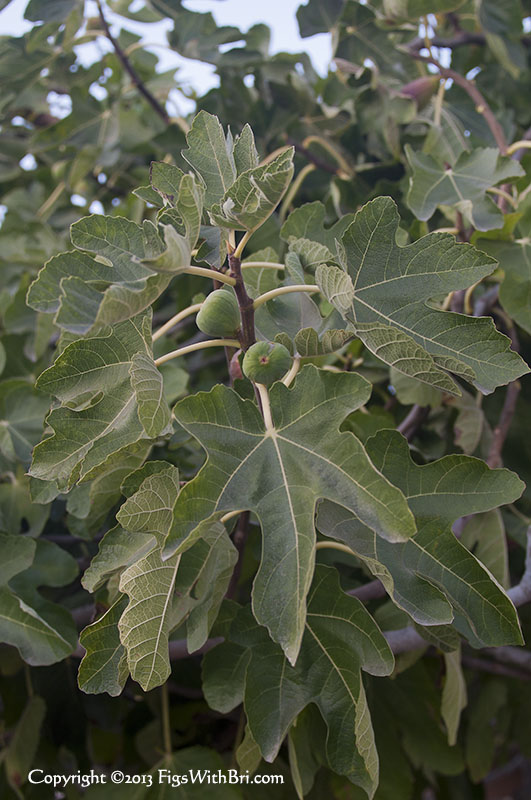 eLily'sFig-Leaves-on-NewGrowth-v9559.jpg