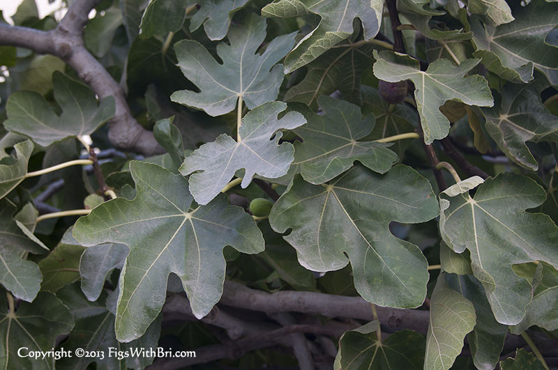 eLily'sFig-AbundantLeaves-v9561.jpg