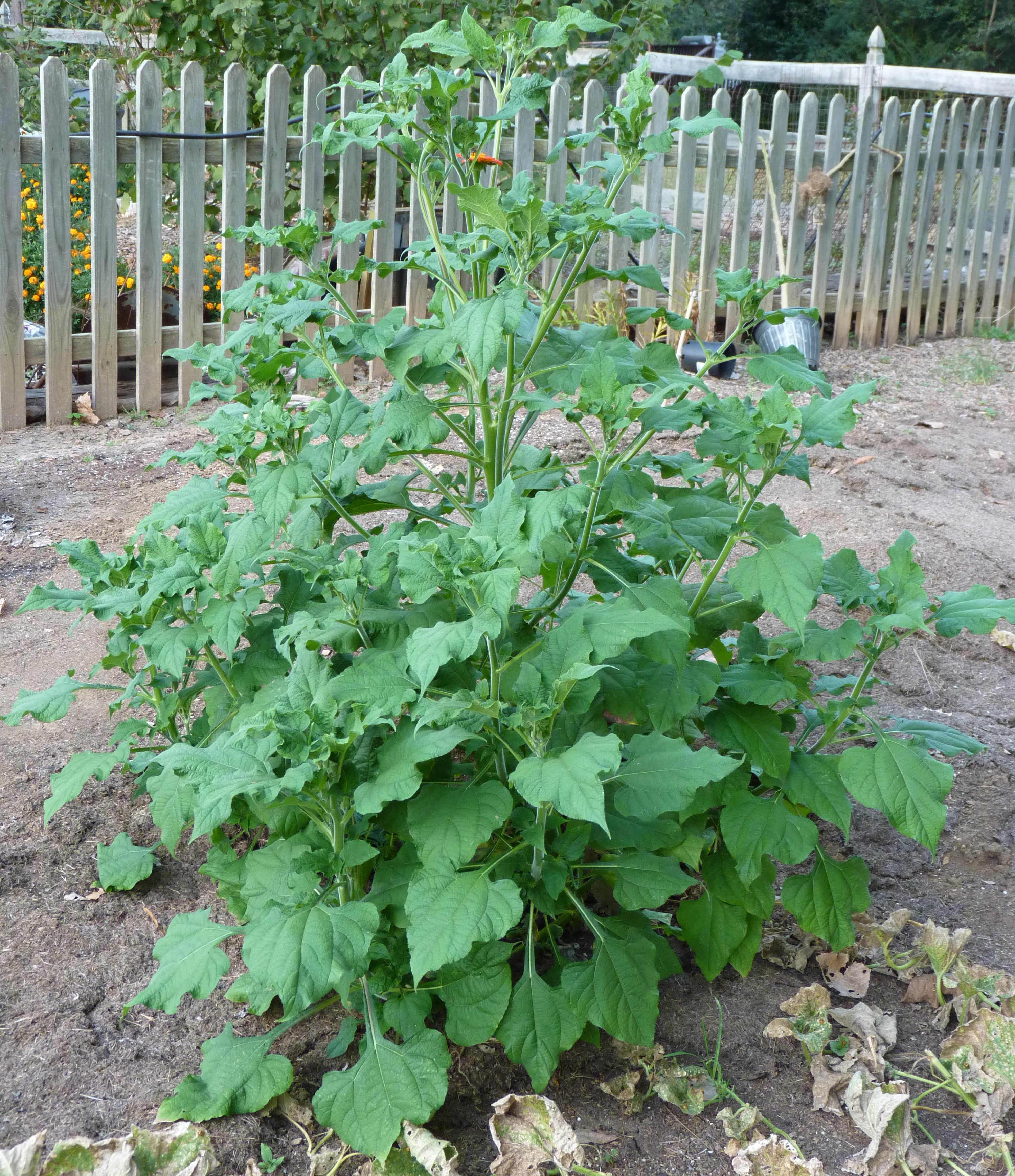 Tithonia_Torch_Red_4.png