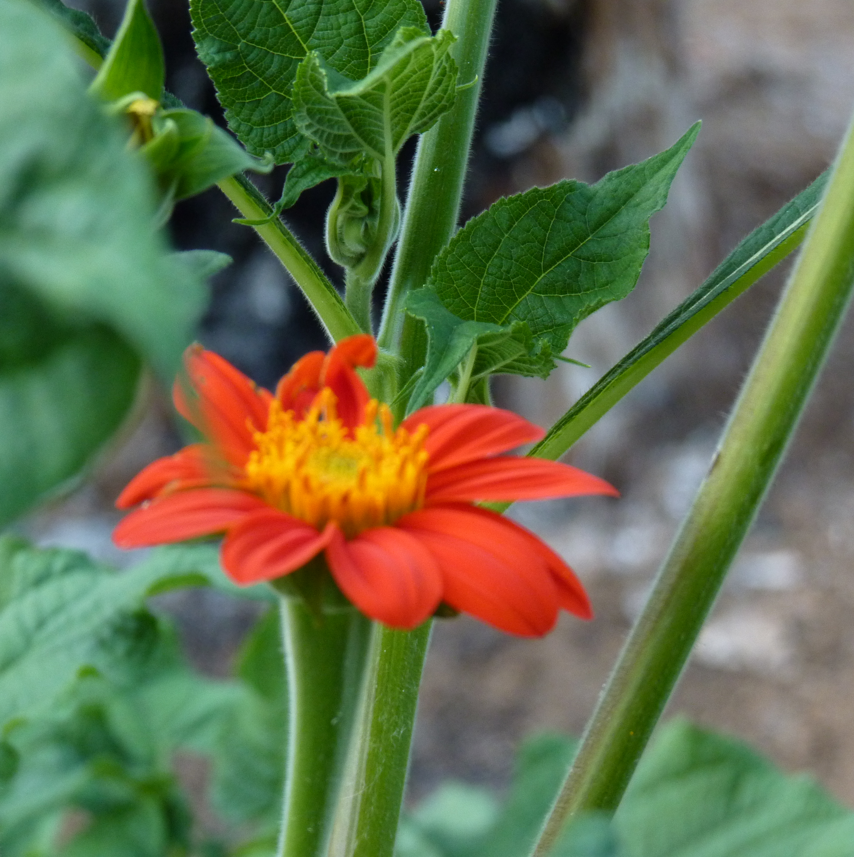 Tithonia_Torch_Red_1.png