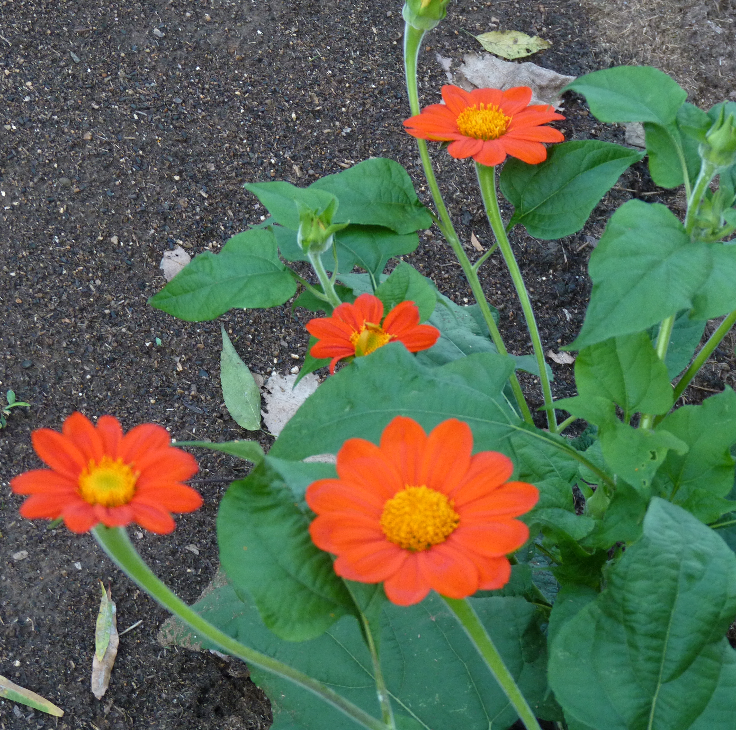 Tithonia_Torch_Red_A.jpg