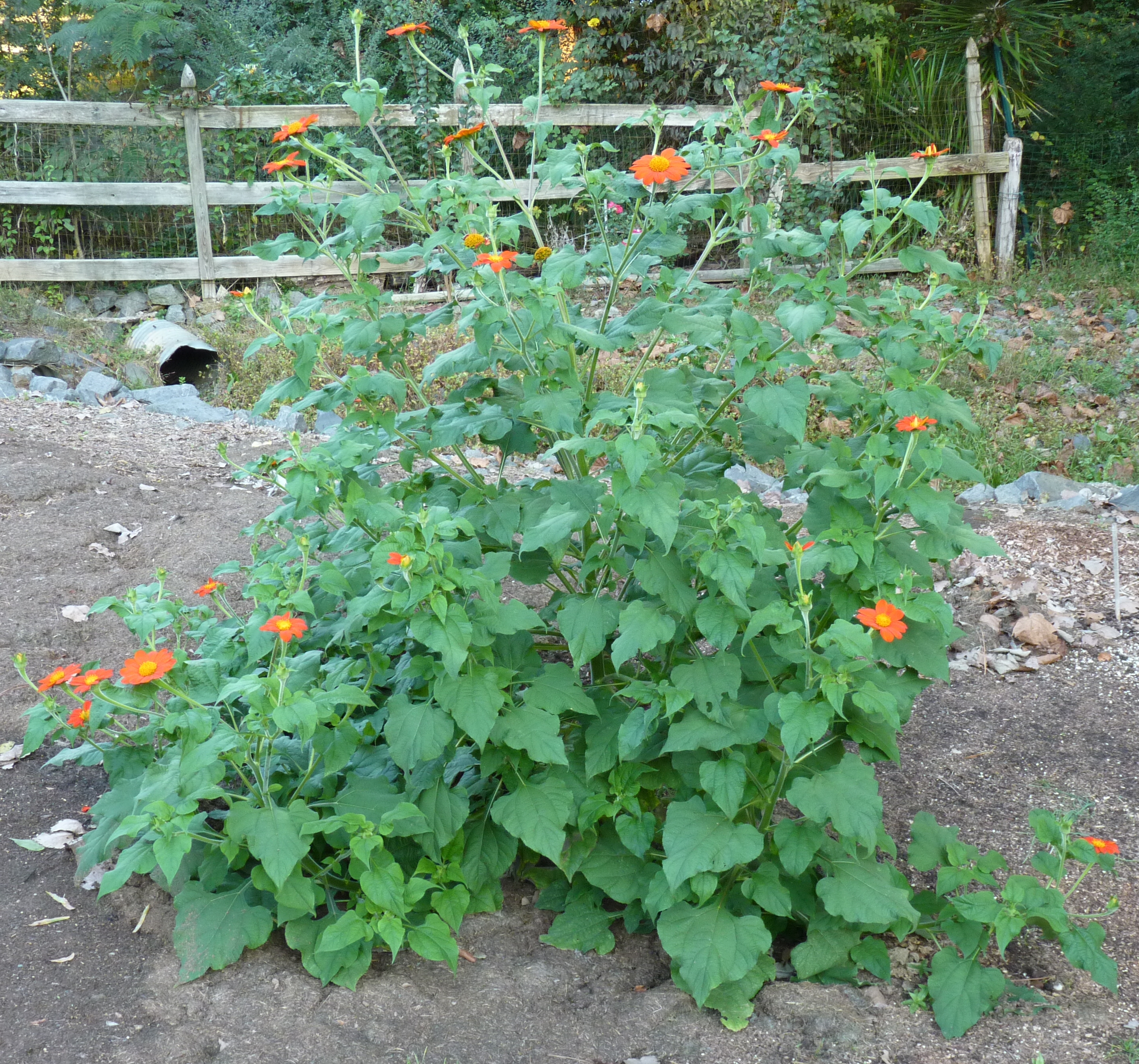 Tithonia_Torch_Red_B.jpg