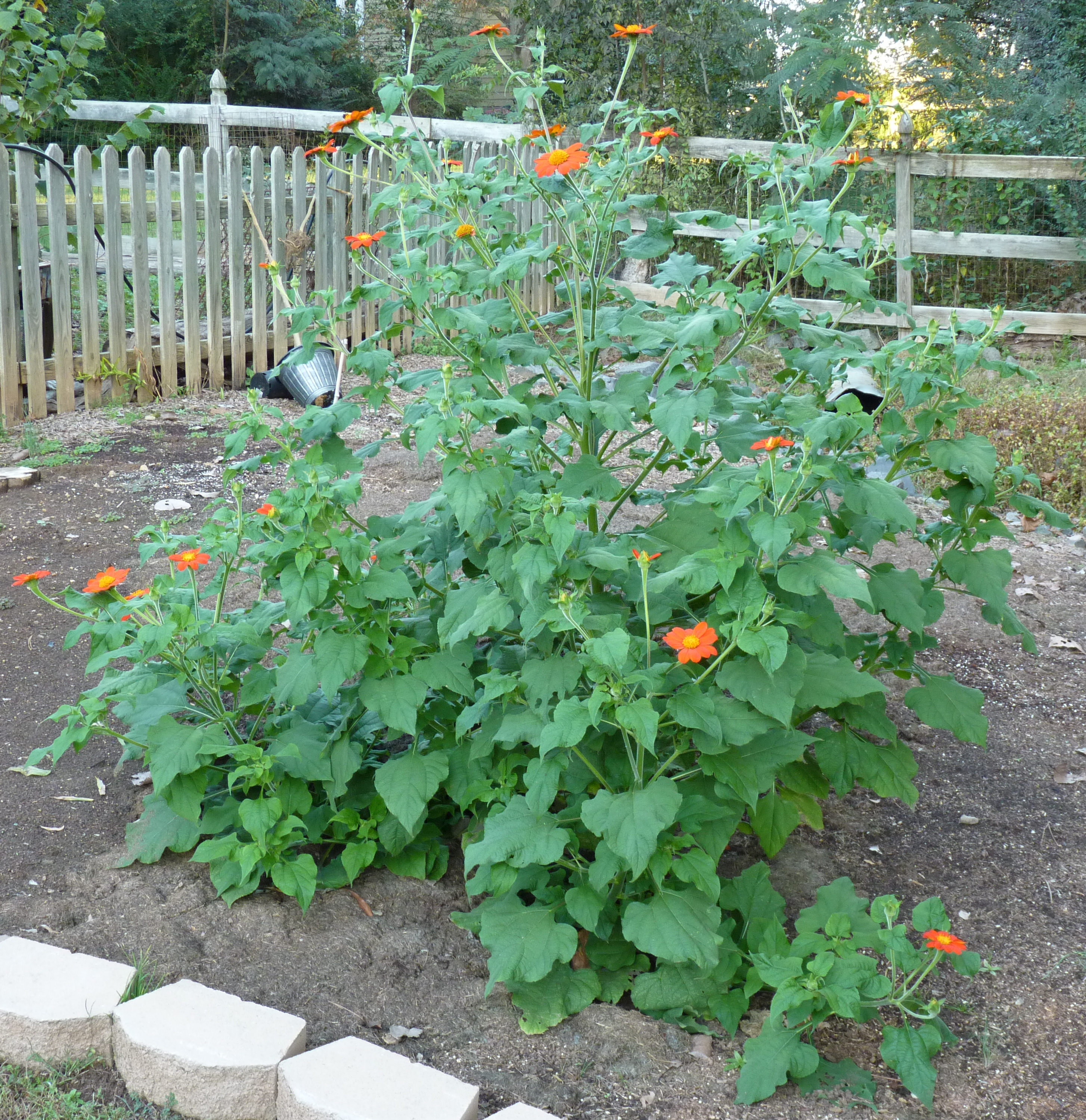 Tithonia_Torch_Red_C.jpg